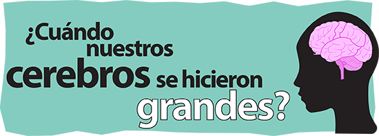 Brain Size Evolution