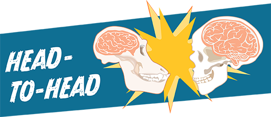 Compare the size if primate brains in this activity!